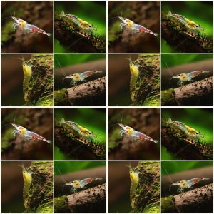 🩶Crevette Neocaridina Déclassé - lot de 10