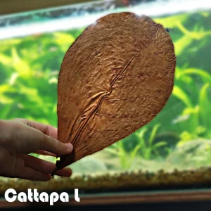 🍃Feuilles de Cattapa L - Grandes Feuilles (unité)