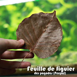 🍃Feuille de Figuier des Pagodes (Peepal) x10