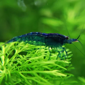 💙Crevette Neocaridina Blue Dream - a l'unité
