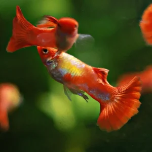 9f/ Couple Koi Kohaku Poecilia Reticulata