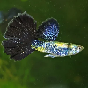 2/ Couple Cobra Bleu Navy Metallic Poecilia Reticulata 🇮🇩