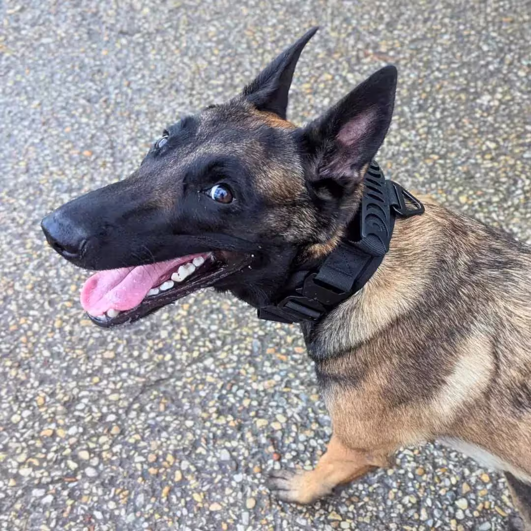 Collier chien militaire - TactiK9 v2 : Réglable et ultra-résistant