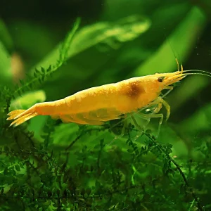 💛Crevette Neocaridina Yellow Neon - a l'unité